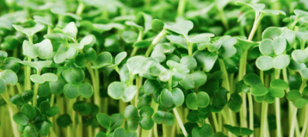 Semena microgreens: Vypěstujte si zdravou zeleninu za 14 dní