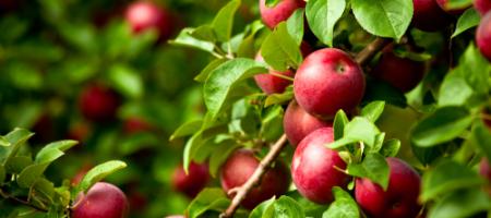 Nejlepší odrůdy jablek na Slovensku. Které jsou vaše oblíbené?