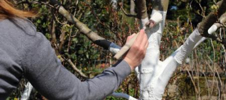 Kdy a jak natírat vápno na stromy proti mrazovým trhlinám?
