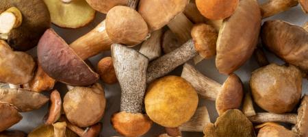 Jak vypěstovat doma houby bez zdlouhavého hledání v lese