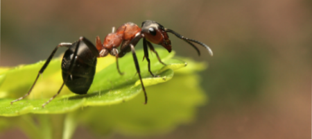 Zbavte se přemnožených mravenců v zahradě jednou provždy!
