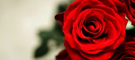 Návod, jak vypěstovat krásné růže a chránit je před chorobami a škůdci