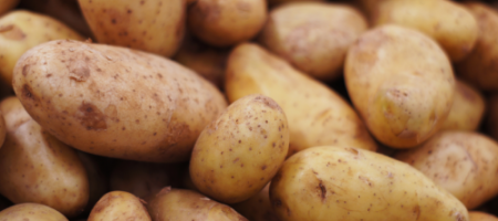 Jak sázet brambory a jak je chránit před nemocemi?