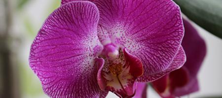 Jak pečovat o orchidej, aby byla posetá květy?