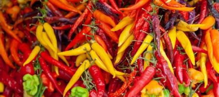 Vypěstujte si pálivé chilli papričky: Jak na to?