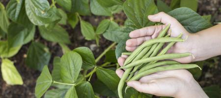 Fazole: Výsev a pěstování oblíbené zeleniny