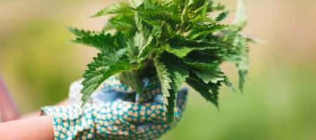 Multifunkční plevel: Kopřiva jako účinný lék či hnojivo do zahrady