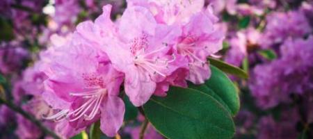 Rododendrony a azalky: Vše pro jejich správné pěstování, zazimování a celkovou péči