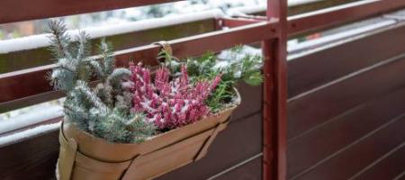 Krásné i v zimě! Pořiďte si tyto mrazuvzdorné rostliny na balkon