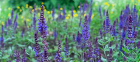 Pěstování šalvěje: Léčivá bylinka z květináče
