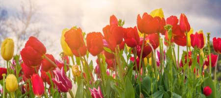 Kdy se vysazují tulipány a jak je správně pěstovat?