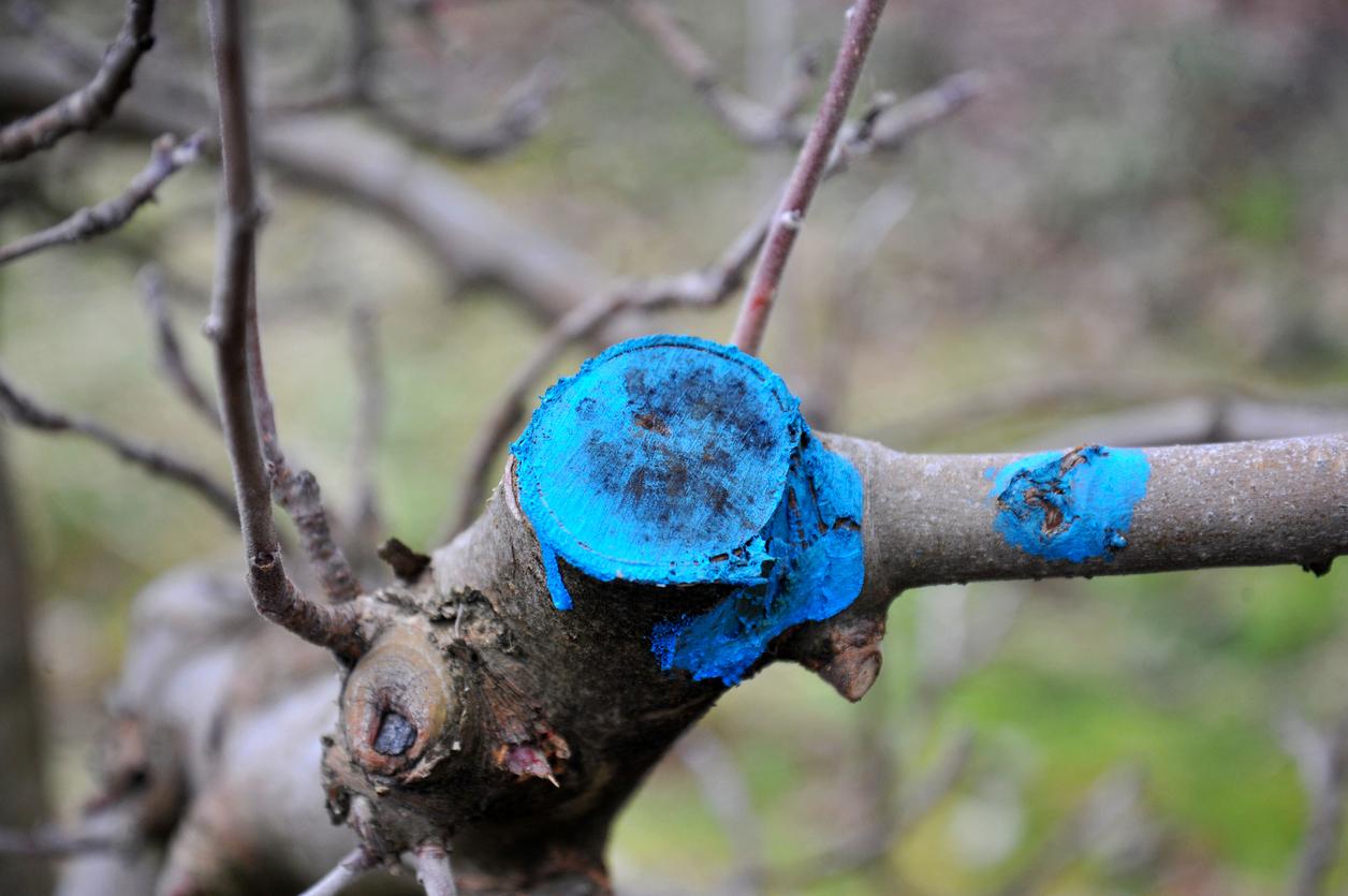 Použití stromového balzámu na čerstvý řez větve
